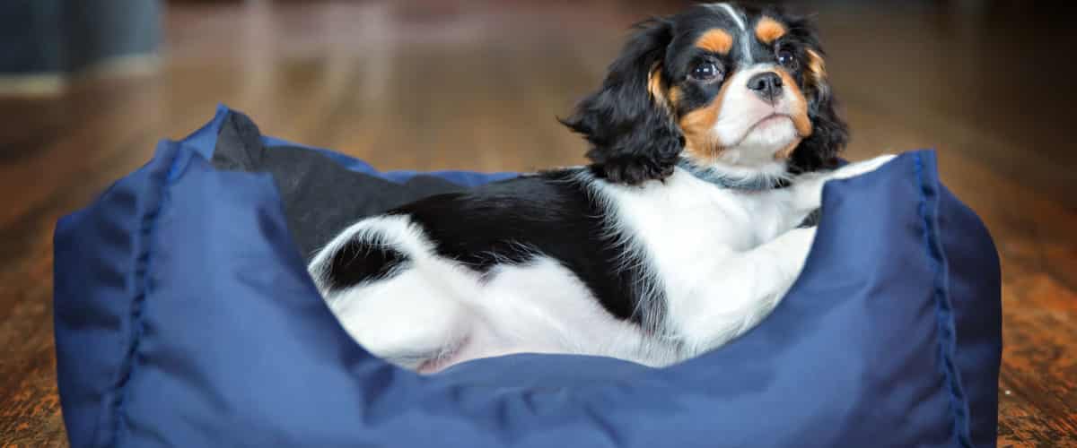 66307418 - cute puppy of cavalier spaniel